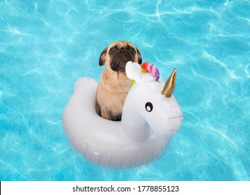 Cute Pug Dog Floating In A Pool On A Unicorn Floatie 