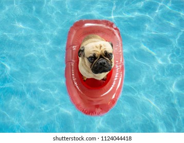 Cute Pug Dog Floating In A Swimming Pool In A Red Inflatable Boat