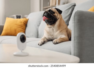 Cute pug dog lying on sofa under video surveillance at home, closeup - Powered by Shutterstock