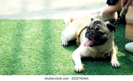 Cute Pug Dog On Artificial Grass