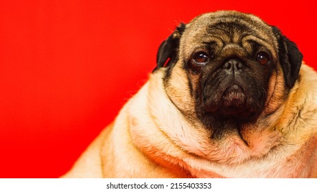 Cute Pug Dog On Red Background Stock Photo 2155403353 | Shutterstock