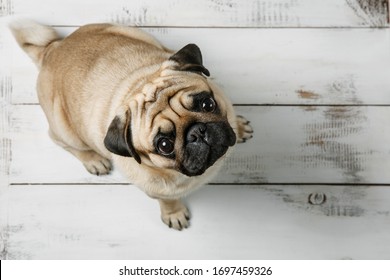 
Cute pug dog is sitting on a white background. Sad pug dog top view. Pug dog with sad eyes. - Powered by Shutterstock