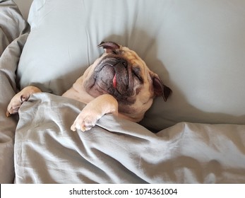 Cute Pug Dog Sleep On Pillow In Bed And Wrap With Blanket Feel Happy Time