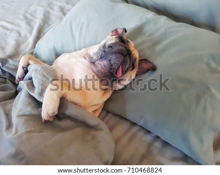 Cute pug dog sleep on pillow in bed and wrap with blanket feel happy time