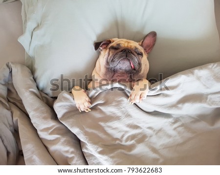 Cute pug dog sleep on pillow in bed and wrap with blanket feel happy in relax time