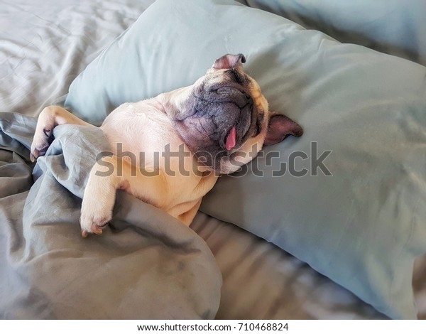 かわいいパグ犬が枕の上で寝て 毛布でくるむと楽しい時間を感じる の写真素材 今すぐ編集