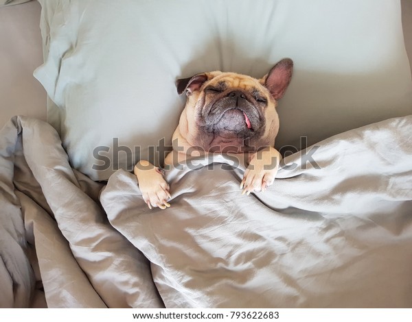 かわいいパグ犬は枕を枕にして寝て リラックスした時間に毛布でくるむ の写真素材 今すぐ編集