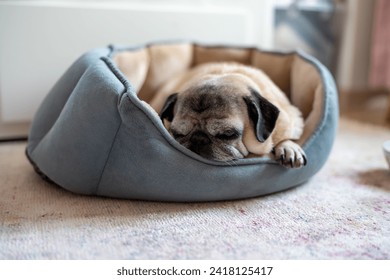 cute pug dog sleeping on soft velvet fabric dog bed, close-up, indoors, front view - Powered by Shutterstock