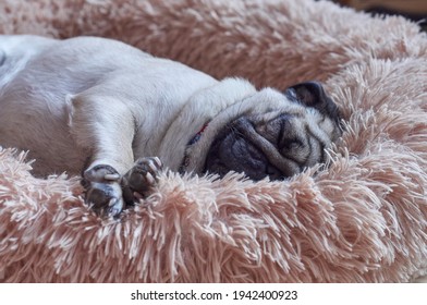 Cute Pug Dog Sleeps Deeply On His Fluffy Bed