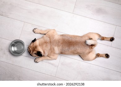 Cute Pug Dog Suffering From Heat Stroke Near Bowl Of Water On Floor At Home, Top View