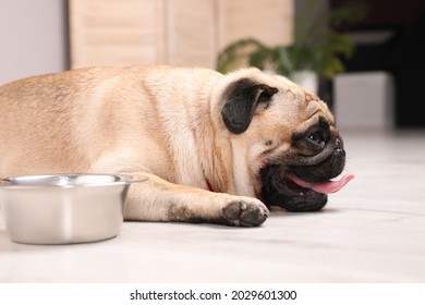 Cute Pug Dog Suffering From Heat Stroke Near Bowl Of Water On Floor At Home