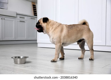 overheated pug