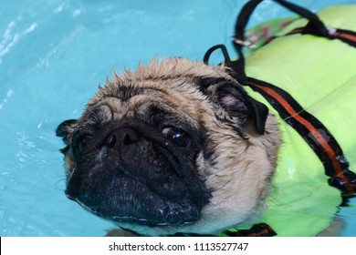 Cute Pug Dog Swimming In The Pool Put A Life Preserver Vest.