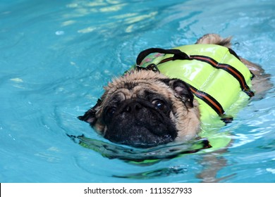 Cute Pug Dog Swimming In The Pool Put A Life Preserver Vest.