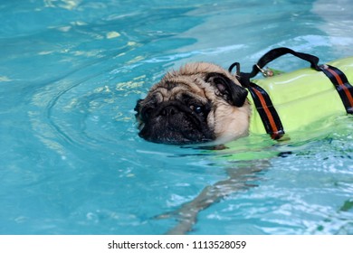 Cute Pug Dog Swimming In The Pool Put A Life Preserver Vest.