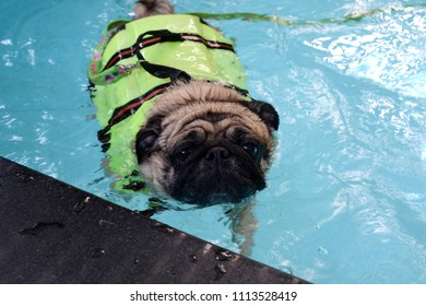 Cute Pug Dog Swimming In The Pool Put A Life Preserver Vest.