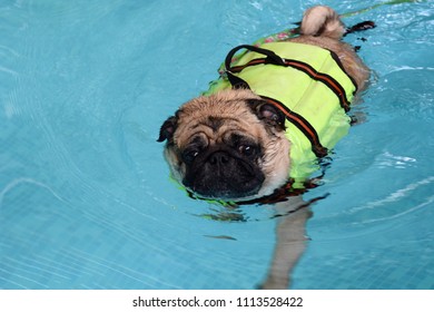 Cute Pug Dog Swimming In The Pool Put A Life Preserver Vest.