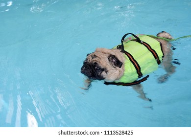 Cute Pug Dog Swimming In The Pool Put A Life Preserver Vest.