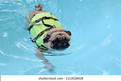 Cute Pug Dog Swimming In The Pool Put A Life Preserver Vest.