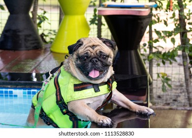 Cute Pug Dog Swimming In The Pool Put A Life Preserver Vest.