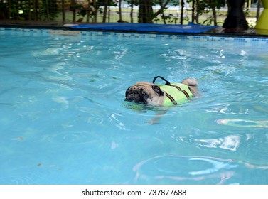 Cute Pug Dog Swimming In The Pool And Put A Life Preserver Vest.