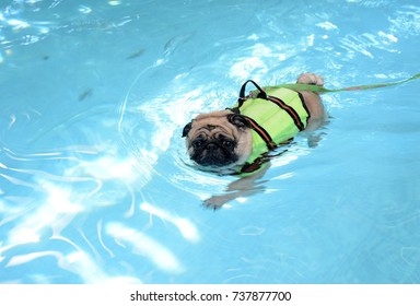 Cute Pug Dog Swimming In The Pool And Put A Life Preserver Vest.