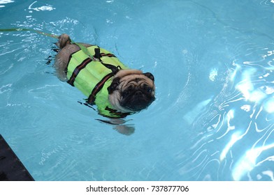 Cute Pug Dog Swimming In The Pool And Put A Life Preserver Vest.