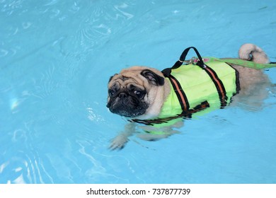 Cute Pug Dog Swimming In The Pool And Put A Life Preserver Vest.