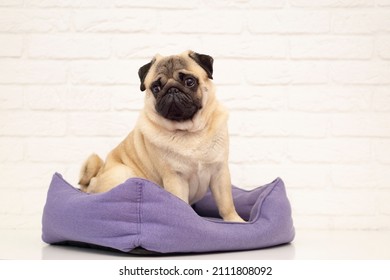 Cute  pug dog  in  violet  dog bed at home. Adorable pet pug with copy spase .