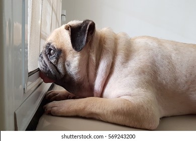 Cute Pug Dog Wait Owner To Come Back Home At The Door