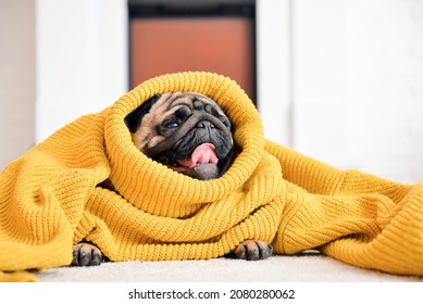 Cute pug dog in warm sweater at home. Concept of heating season