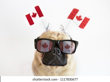 Cute Pug Dog Wearing Canadian Flag Sunglasses And Flags On Headband For Canada Day