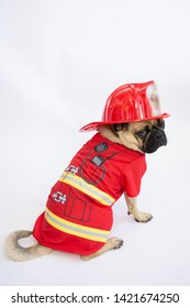 Cute Pug Dog Wearing A Fireman Hat And Coat