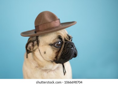 Cute Pug Dog Wearing A Mountie Hat On A Blue Background