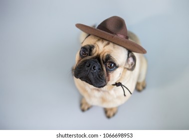 Cute Pug Dog Wearing A Mountie Hat On A White Background