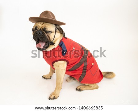 Cute pug dog wearing a Royal Canadian Mounted Police costume and hat