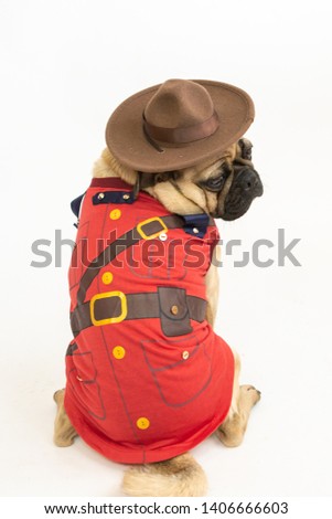Cute pug dog wearing a Royal Canadian Mounted Police costume and hat