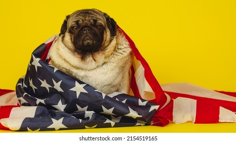 Cute pug dog wrapped in American flag on yellow background. Concept of Flag Day, national holiday