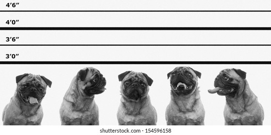 Cute Pug Dogs In A Police Line Up Concept.