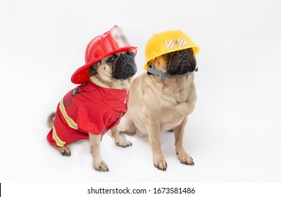 Cute Pug Dogs Wearing A Fire Fighter Hat And Coat And One Wearing A Construction Hard Hat