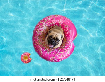 Cute pug floating in a swimming pool with a pink donut ring flotation device  
