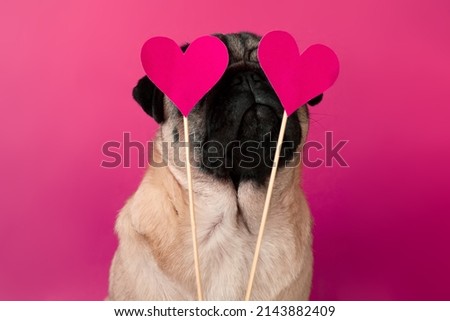 Cute pug inlove. Valentine postcard with hearts and lovely face dog. Valentine's day love concept.