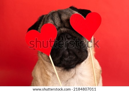 Cute pug inlove. Valentine postcard with red hearts and lovely face dog. Valentine's day love concept.