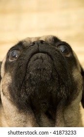 Cute Pug Looking Up