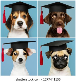 Cute Pug puppies in graduation caps set