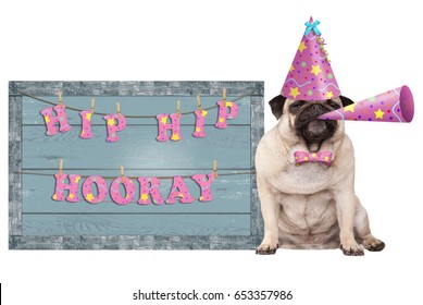 cute pug puppy dog with pink party hat and horn and old blue wooden sign with festive hip hip hooray banner, isolated on white background