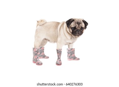 Cute Pug Puppy Dog Standing And Wearing Rain Boots, Isolated On White Background