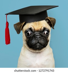 Graduation Animal: imágenes, fotos de stock y vectores | Shutterstock