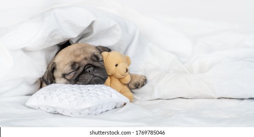 Cute Pug Puppy Hugs Favorite Toy Bear And Sleeps On Pillow Under Blanket At Home. Empty Space For Text