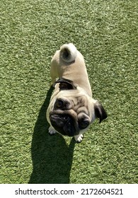 Cute Pug Puppy On Green Grass